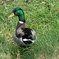 Buy canvas prints of Wild male duck in the green grass by Irena Chlubna