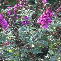 Buy canvas prints of Close up view of Buddleia or Buddleja (Buddleia davidii) bloom. Plant is commonly known as the butterfly bush by Irena Chlubna