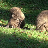 Buy canvas prints of Gelada Baboon (Theropithecus gelada), female with young sitting on grass by Irena Chlubna