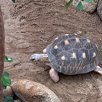 Buy canvas prints of Madakascar tortoise (Pyxis arachnoides).Tortoise is walking on the ground by Irena Chlubna