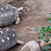 Buy canvas prints of Madakascar tortoise (Pyxis arachnoides).Tortoise is walking on the ground by Irena Chlubna