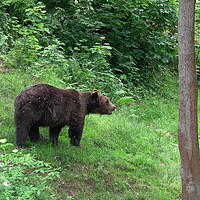 Buy canvas prints of Big male bear in the forest by Irena Chlubna