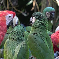 Buy canvas prints of Group of Ara parrots, Red parrot Scarlet Macaw, Ara macao by Irena Chlubna