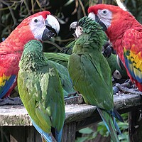 Buy canvas prints of Group of Ara parrots, Red parrot Scarlet Macaw, Ara macao by Irena Chlubna