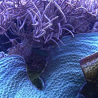 Buy canvas prints of Sea anemones in beautiful aquarium by Irena Chlubna