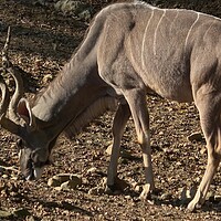 Buy canvas prints of Kudu lateral view is looking for food (Tragelaphus strepsiceros). Kudu lateral view is looking for food (Tragelaphus strepsiceros). by Irena Chlubna