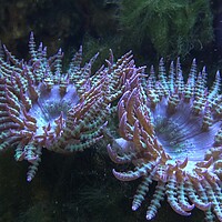 Buy canvas prints of Corals in marine aquarium. Sea anemone in manmade aquarium by Irena Chlubna