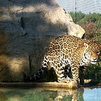 Buy canvas prints of The jaguar (Panthera onca) is a big cat, a feline in the Panthera genus by Irena Chlubna