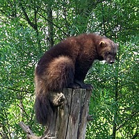 Buy canvas prints of Wolverine (Gulo gulo) on the tree trunk. by Irena Chlubna