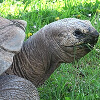 Buy canvas prints of Aldabra giant tortoise (Aldabrachelys gigantea) eating grass by Irena Chlubna