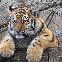 Buy canvas prints of Siberian tiger, Panthera tigris altaica by Irena Chlubna