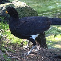 Buy canvas prints of A male black curassow (Crax alector), is a species of bird in the family Cracidae. by Irena Chlubna