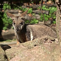 Buy canvas prints of Yellow-footed rock-wallaby behind a rock. Closeup portrait. by Irena Chlubna