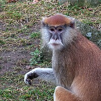 Buy canvas prints of The patas monkey (Erythrocebus patas), also known as the wadi monkey or hussar monkey by Irena Chlubna