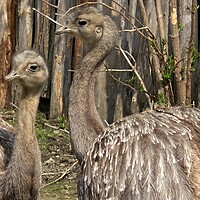 Buy canvas prints of Two adults of Darwin's rhea (Rhea pennata), also known as the lesser rhea. by Irena Chlubna
