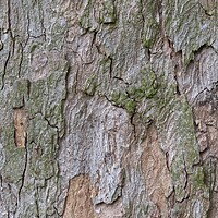 Buy canvas prints of Bark in natural environment. Part trunk with nice decorative bark. by Irena Chlubna