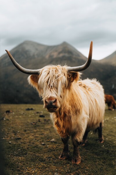 Highland Cow on the Isle of Skye Picture Board by Jay Huxtable