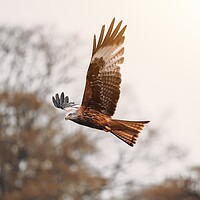 Buy canvas prints of Red Kite by Jay Huxtable