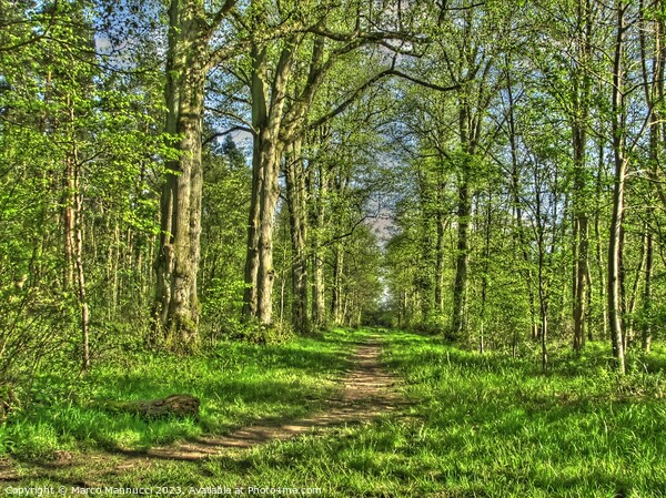 Salcey Forest in Spring Picture Board by Marco Mannucci