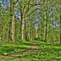 Buy canvas prints of Salcey Forest in Spring by Marco Mannucci