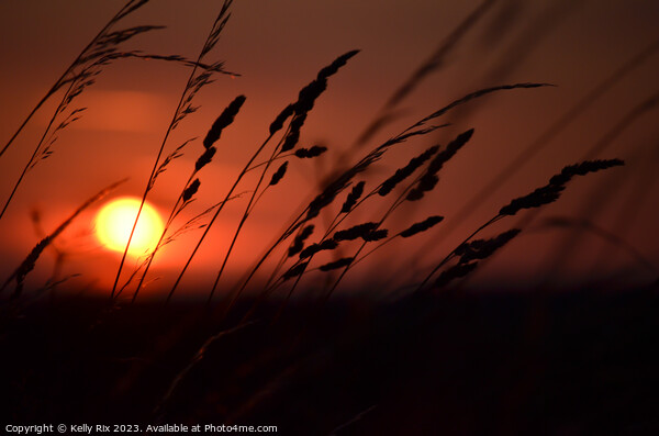 Sunset fields Picture Board by Kelly Rix