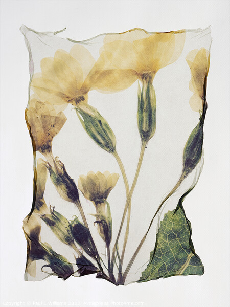 Beautiful Polaroid Lift of a Pressed Wild Primrose Flower Picture Board by Paul E Williams