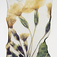 Buy canvas prints of Beautiful Polaroid Lift of a Pressed Wild Primrose Flower by Paul E Williams