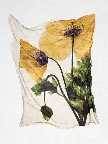 Beautiful Polaroid Lift of a Pressed Wild Welsh Poppy Flower Picture Board by Paul E Williams