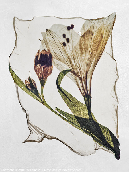 Beautiful Polaroid Lift of a Pressed Wild Lilly Flower Picture Board by Paul E Williams