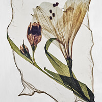 Buy canvas prints of Beautiful Polaroid Lift of a Pressed Wild Lilly Flower by Paul E Williams