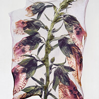 Buy canvas prints of Beautiful Polaroid Lift of a Pressed Wild Foxglove Flower by Paul E Williams