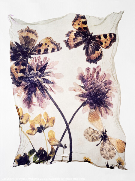 Beautiful Polaroid Lift of Butterflies & Wild Scabious Flowers Picture Board by Paul E Williams