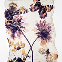 Buy canvas prints of Beautiful Polaroid Lift of Butterflies & Wild Scabious Flowers by Paul E Williams