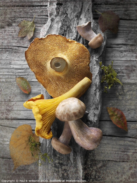 Delicious Fresh Picked Wild Woodland  Mushrooms  Picture Board by Paul E Williams