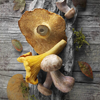 Buy canvas prints of Delicious Fresh Picked Wild Woodland  Mushrooms  by Paul E Williams