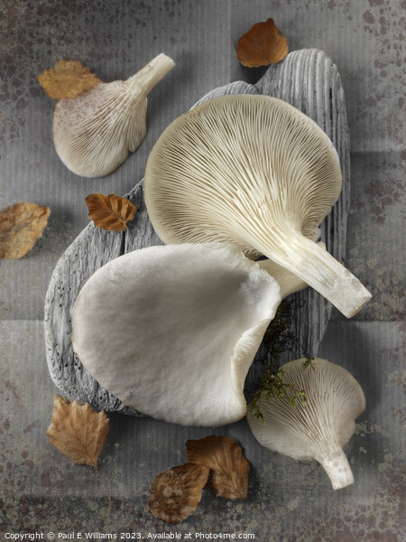Delicious Fresh Picked Oyster Mushrooms  Picture Board by Paul E Williams