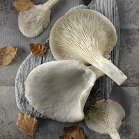 Buy canvas prints of Delicious Fresh Picked Oyster Mushrooms  by Paul E Williams