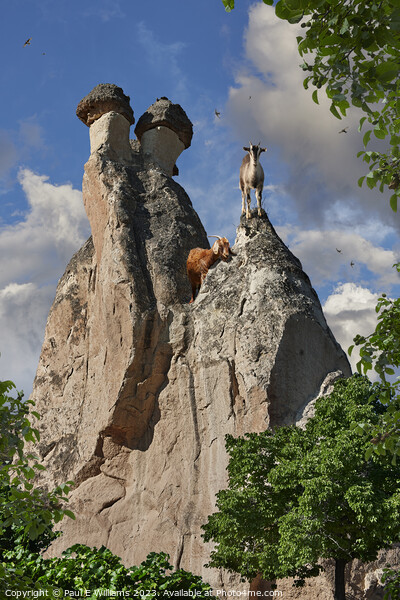 View of Goats on a Spectacular  Fairy Chimney Rock Formations in Picture Board by Paul E Williams