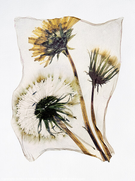 Timeless Beauty: A Pressed Dandelion Clock in Pola Picture Board by Paul E Williams