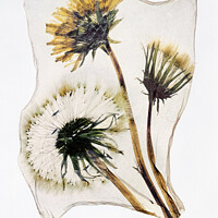 Buy canvas prints of Timeless Beauty: A Pressed Dandelion Clock in Pola by Paul E Williams