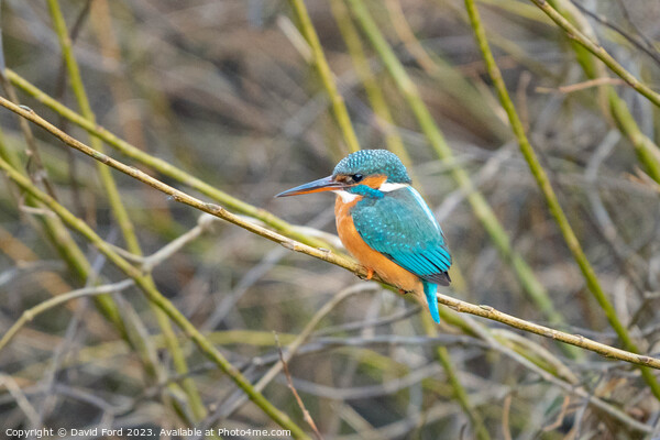kingfisher Picture Board by David Ford