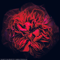 Buy canvas prints of Natures Depth, a Peony to be Discovered by Gary Blackall