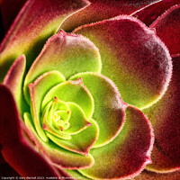 Buy canvas prints of Aeonium also known as the tree houseleek by Gary Blackall
