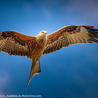 Buy canvas prints of Red Kite by Gary Blackall