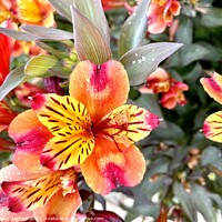 Buy canvas prints of Peruvian Lily by Adrian Graham