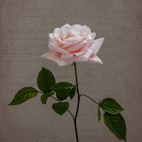 Buy canvas prints of Pale Pink Rose by Jean Gilmour