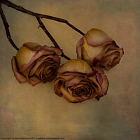 Buy canvas prints of Aged but still beautiful roses. by Jean Gilmour