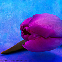 Buy canvas prints of Vibrant, textured, pink tulip by Jean Gilmour