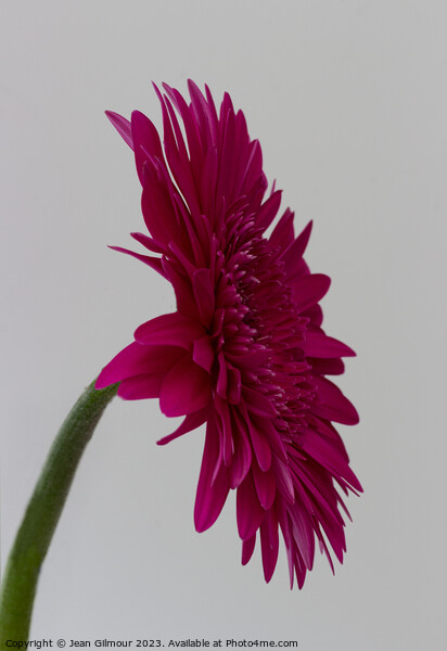Profile of Deep Pink Gerbera Picture Board by Jean Gilmour