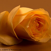 Buy canvas prints of Golden Rose by Jean Gilmour